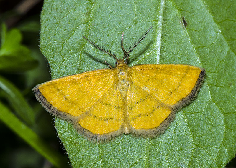 Cleta filacearia - Geometridae